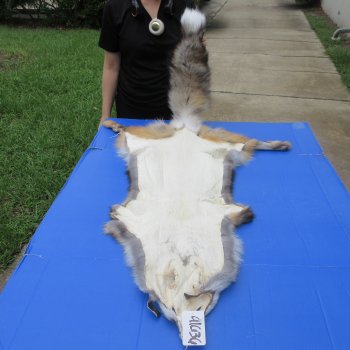 57" Gold Fox Pelt, Tanned Hide