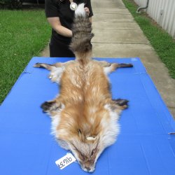 54" Gold Fox Pelt, Tanned Hide