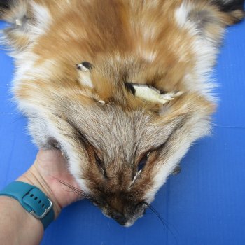 54" Gold Fox Pelt, Tanned Hide