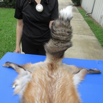 54" Gold Fox Pelt, Tanned Hide