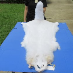 58" White Fox ...