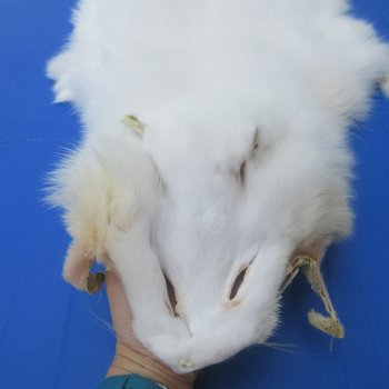 58" White Fox Pelt, Tanned Hide