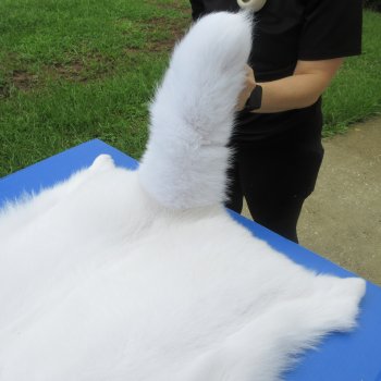 58" White Fox Pelt, Tanned Hide