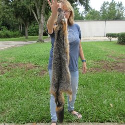 44" American Grey Fox Pelt, Tanned Hide