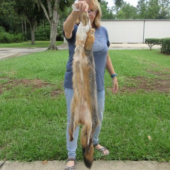 44" American Grey Fox Pelt, Tanned Hide