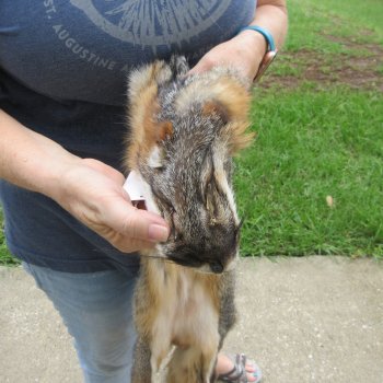 44" American Grey Fox Pelt, Tanned Hide