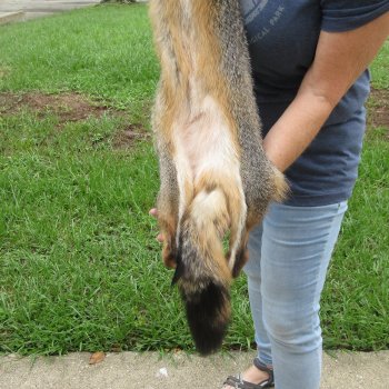 44" American Grey Fox Pelt, Tanned Hide