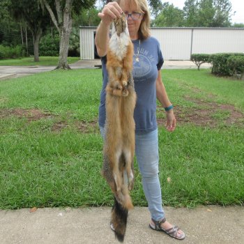 45" American Grey Fox Pelt, Tanned Hide