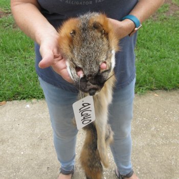 45" American Grey Fox Pelt, Tanned Hide