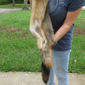 45" American Grey Fox Pelt, Tanned Hide