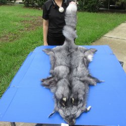 60" Indigo Fox Pelt, Tanned Hide