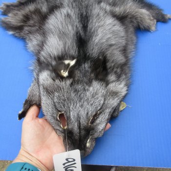 60" Indigo Fox Pelt, Tanned Hide