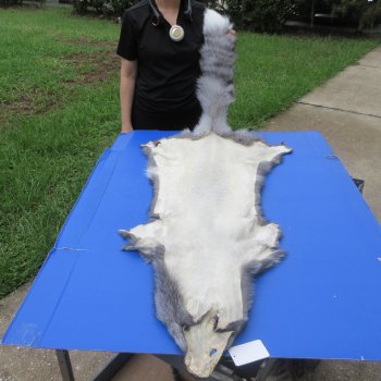 60" Indigo Fox Pelt, Tanned Hide