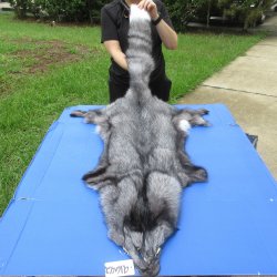 63" Indigo Fox...