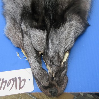 63" Indigo Fox Pelt, Tanned Hide