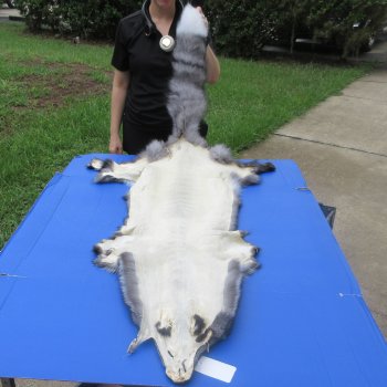 63" Indigo Fox Pelt, Tanned Hide