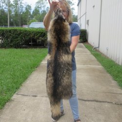 47" Finn Raccoon Fur Pelt, Tanned Hide