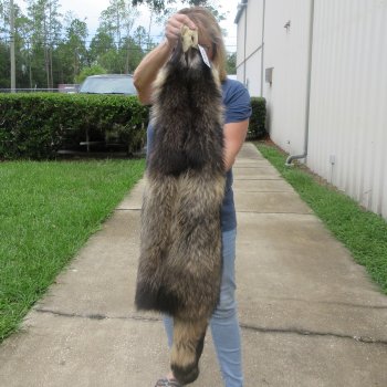 47" Finn Raccoon Fur Pelt, Tanned Hide
