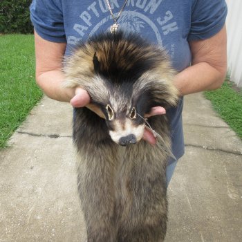 47" Finn Raccoon Fur Pelt, Tanned Hide