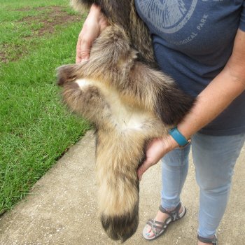 47" Finn Raccoon Fur Pelt, Tanned Hide