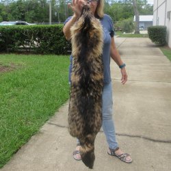 47" Finn Raccoon Fur Pelt, Tanned Hide