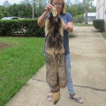 47" Finn Raccoon Fur Pelt, Tanned Hide
