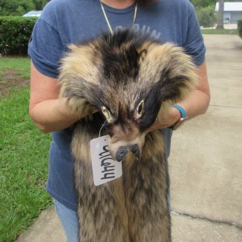 47" Finn Raccoon Fur Pelt, Tanned Hide