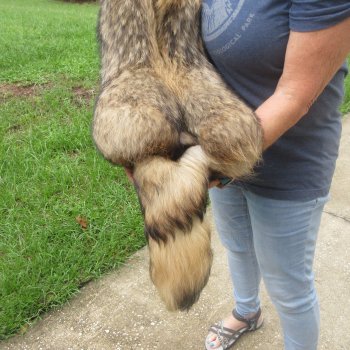 47" Finn Raccoon Fur Pelt, Tanned Hide