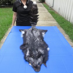 54" Silver Fox...