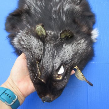 54" Silver Fox Pelt, Tanned Hide