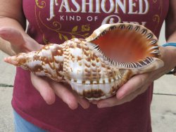 Caribbean Triton seashell 9 inches -  $29