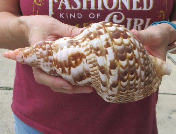 Caribbean Triton seashell 9 inches -  $29