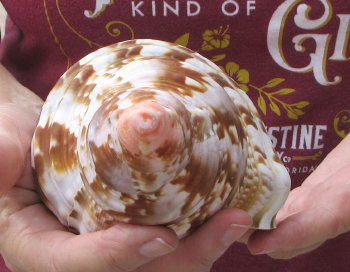 Caribbean Triton seashell 9 inches -  $29