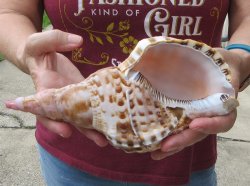 Caribbean Triton seashell 9 inches -  $29