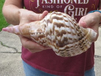 Caribbean Triton seashell 9 inches -  $29