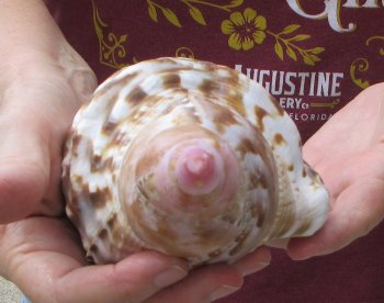 Caribbean Triton seashell 9 inches -  $29