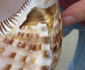 Caribbean Triton seashell 9 inches -  $29