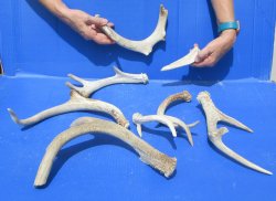 8-Piece Lot B-Grade Deer Antlers (5"-14") - $20