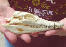 5-1/2 inches Authentic Nile Crocodile Skull (Cites #P000045227) - $49