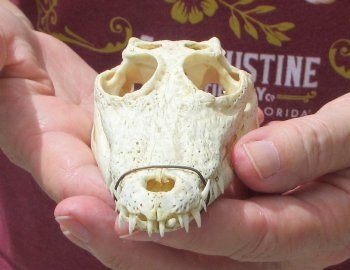 5-1/2 inches Authentic Nile Crocodile Skull (Cites #P000045227) - $49