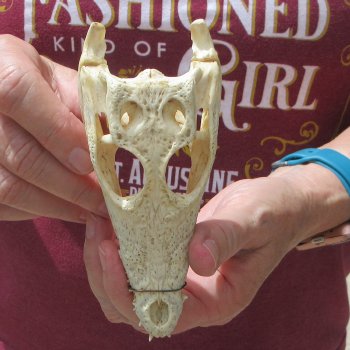 5-1/2 inches Authentic Nile Crocodile Skull (Cites #P000045227) - $49