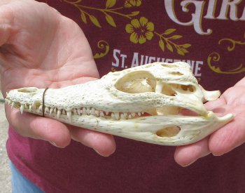 5-1/2 inches Authentic Nile Crocodile Skull (Cites #P000045227) - $49