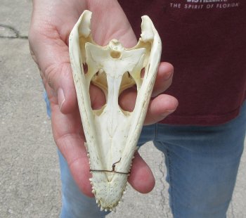 5-1/2 inches Authentic Nile Crocodile Skull (Cites #P000045227) - $49