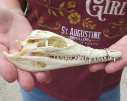 6 inches Authentic Nile Crocodile Skull (Cites #P000045227) - $49