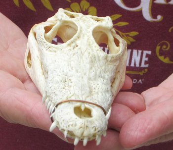 6 inches Authentic Nile Crocodile Skull (Cites #P000045227) - $49