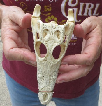 6 inches Authentic Nile Crocodile Skull (Cites #P000045227) - $49