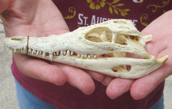 6 inches Authentic Nile Crocodile Skull (Cites #P000045227) - $49
