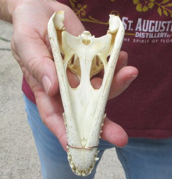 6 inches Authentic Nile Crocodile Skull (Cites #P000045227) - $49