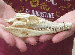 5-3/4 inches Authentic Nile Crocodile Skull (Cites #P000045227) - $49