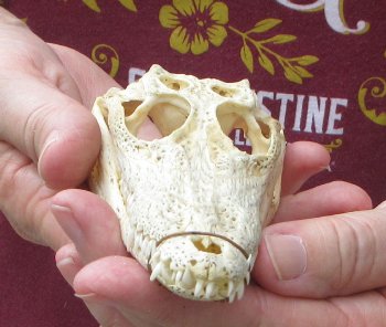 5-3/4 inches Authentic Nile Crocodile Skull (Cites #P000045227) - $49
